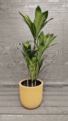 رنگ زرد عسل دونه الگوهای پوست گرد فیبر خاکستری پروژه منظره سازی باغ های کاشتار